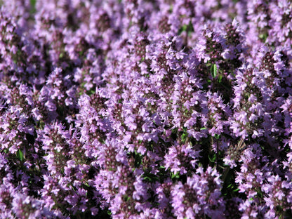 100 MOTHER OF THYME aka Lemon Broadleaved Large Thyme Thymus Pulegioides Herb Pink Flower Seeds