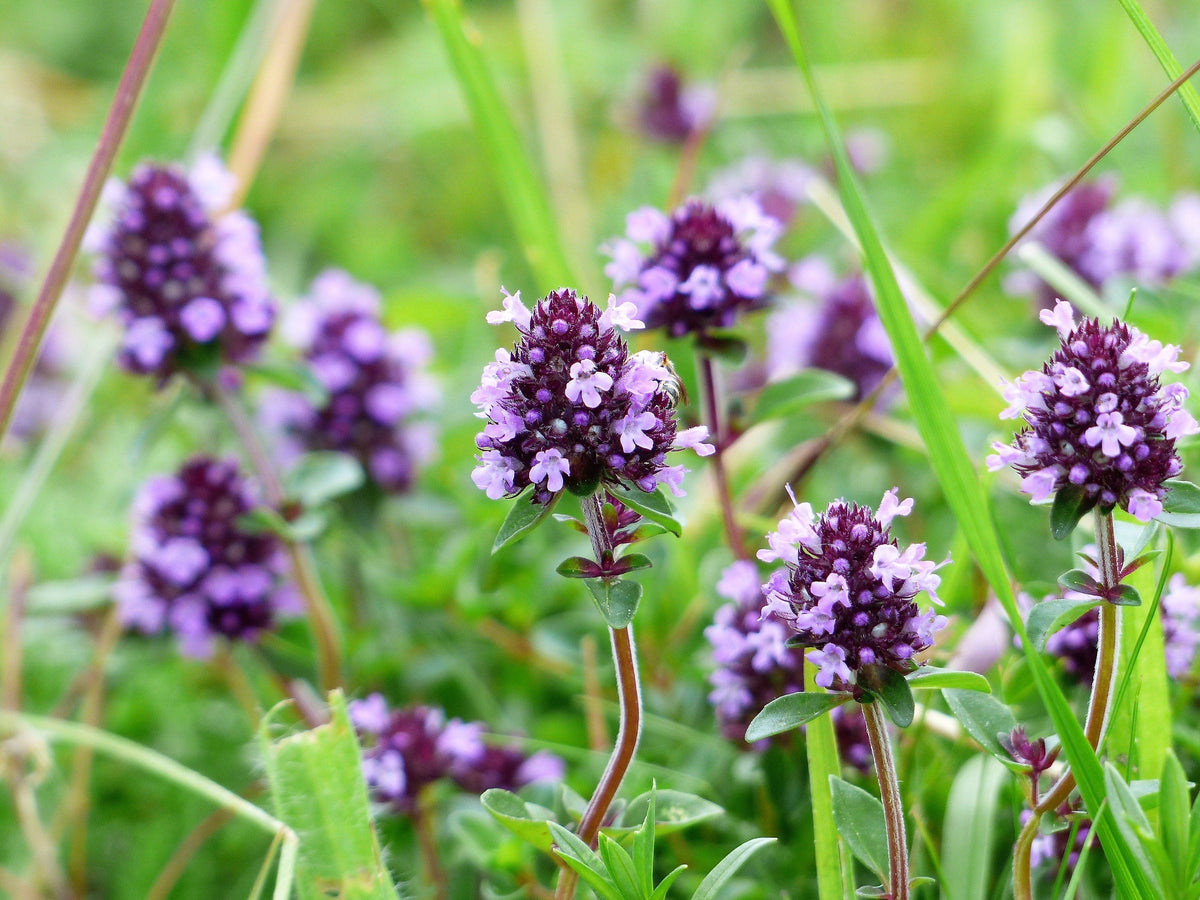 100 MOTHER OF THYME aka Lemon Broadleaved Large Thyme Thymus Pulegioides Herb Pink Flower Seeds