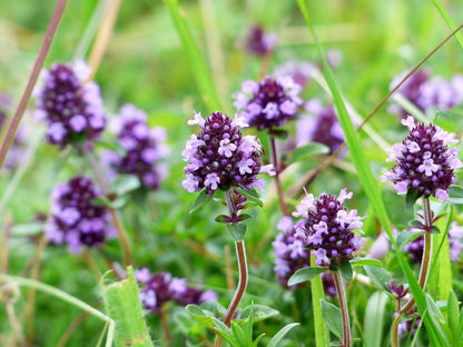 100 MOTHER OF THYME aka Lemon Broadleaved Large Thyme Thymus Pulegioides Herb Pink Flower Seeds