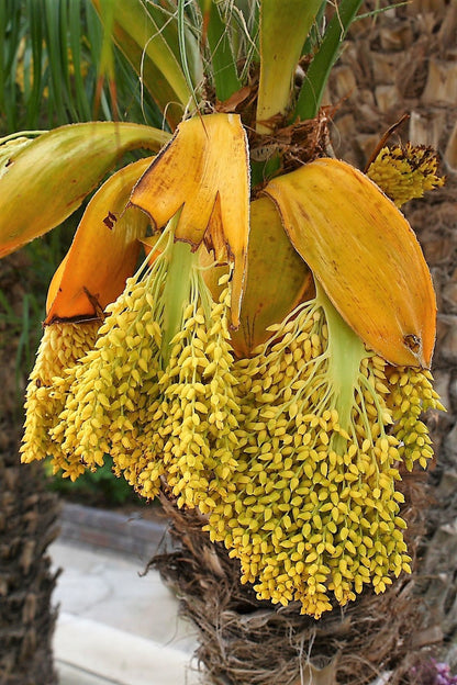 10 Pygmy Date Palm (Phoenix Roebelenii) Seeds