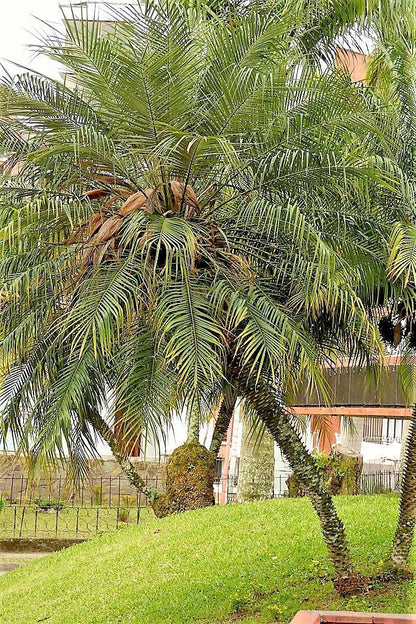 10 Pygmy Date Palm (Phoenix Roebelenii) Seeds
