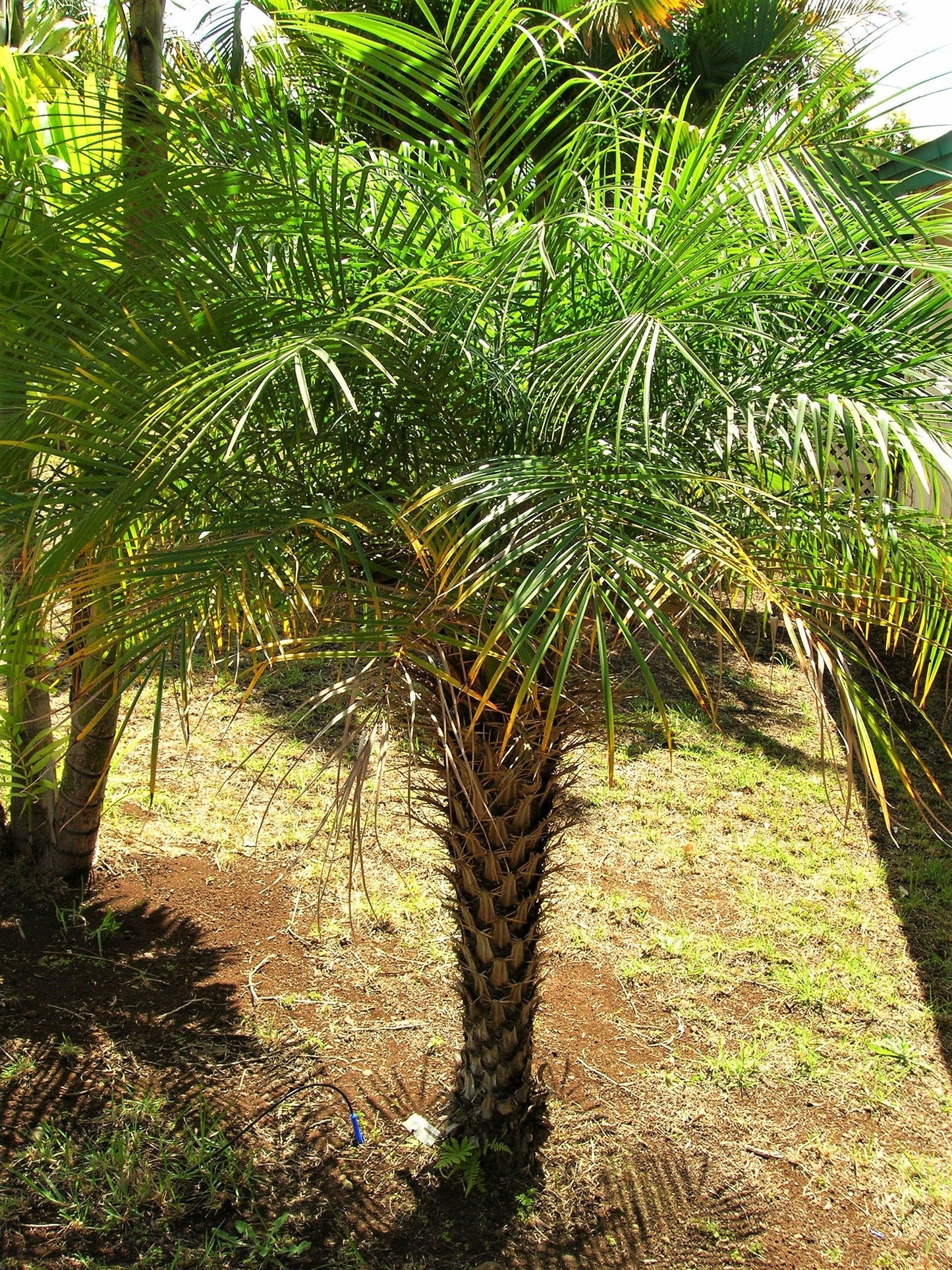 10 Pygmy Date Palm (Phoenix Roebelenii) Seeds