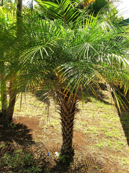 10 Pygmy Date Palm (Phoenix Roebelenii) Seeds