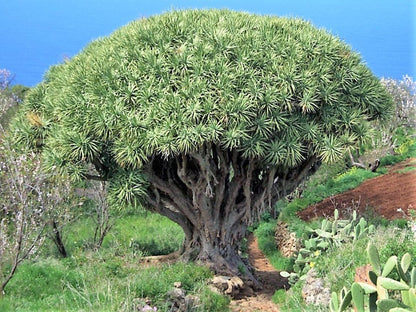 10 Dragon Tree (Dracaena Draco) Seeds