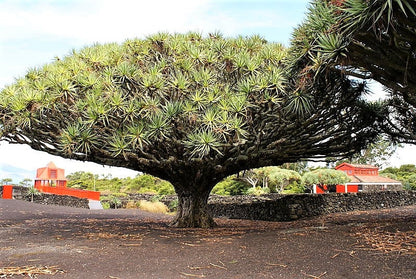 10 Dragon Tree (Dracaena Draco) Seeds