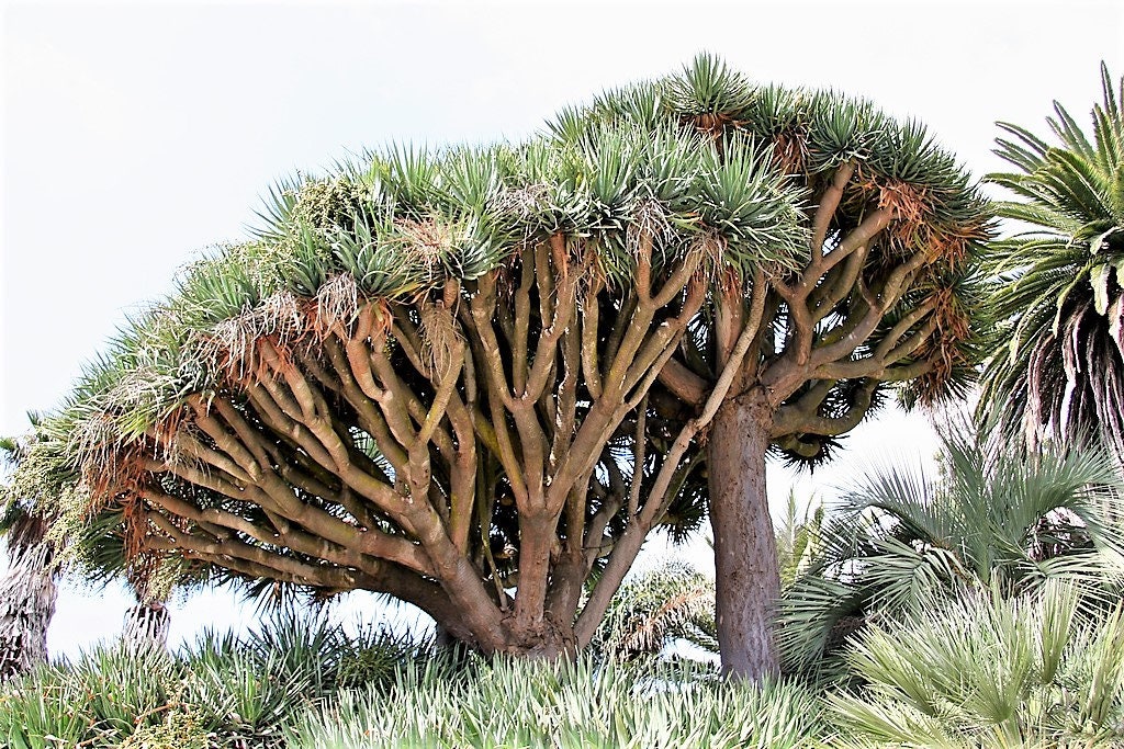 10 Dragon Tree (Dracaena Draco) Seeds