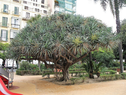 10 Dragon Tree (Dracaena Draco) Seeds