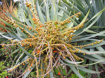 10 Dragon Tree (Dracaena Draco) Seeds