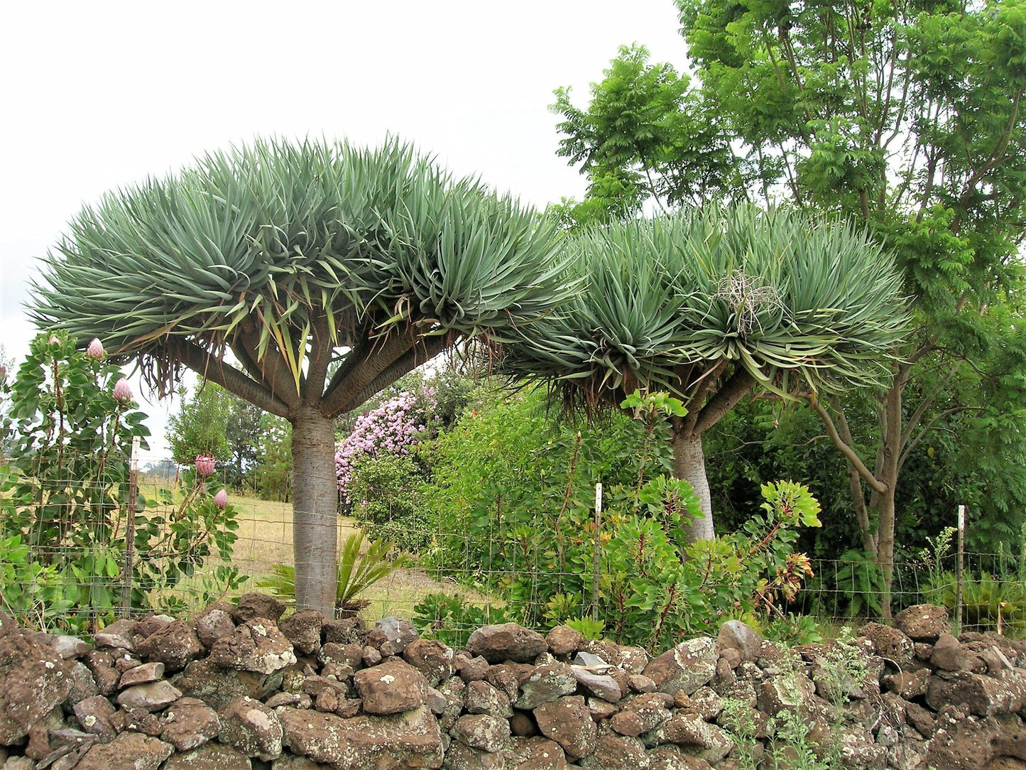 10 Dragon Tree (Dracaena Draco) Seeds