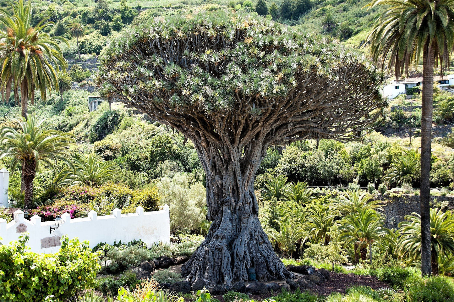 10 Dragon Tree (Dracaena Draco) Seeds