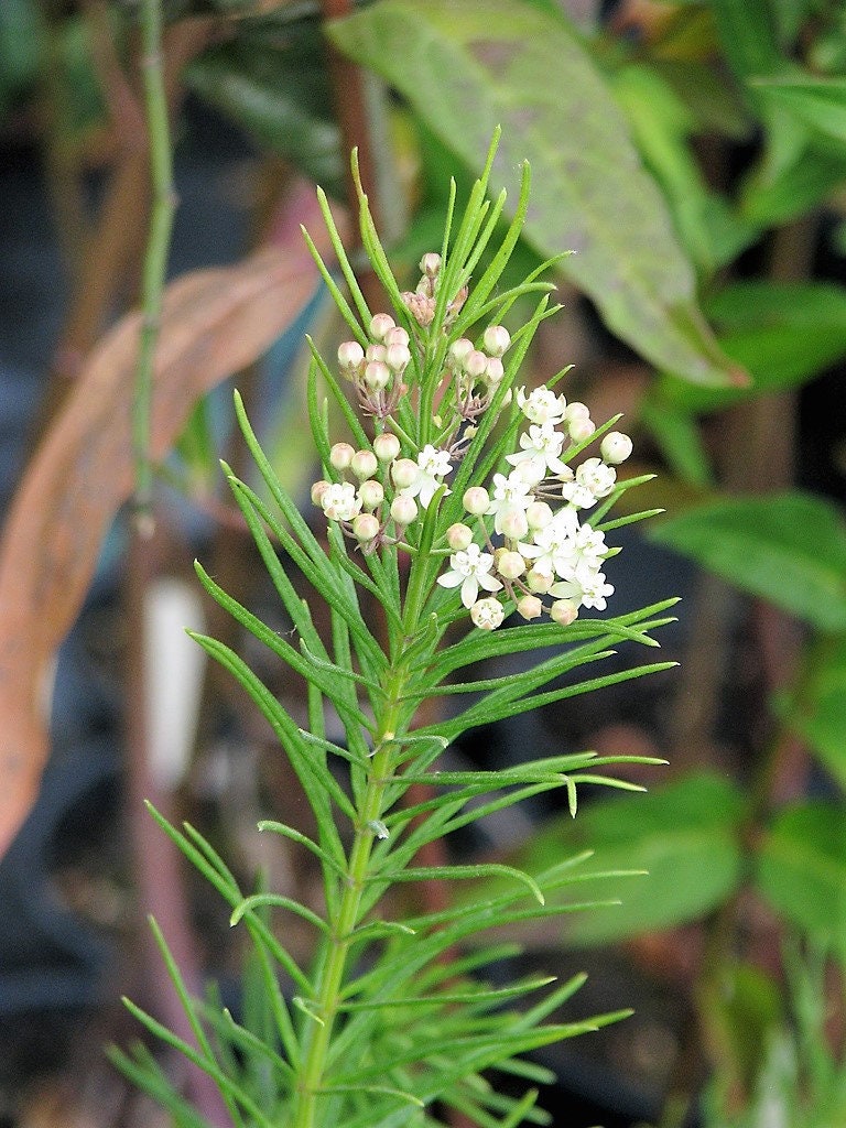 20 Whorled Milkweed (Asclepias Verticillata) Seeds