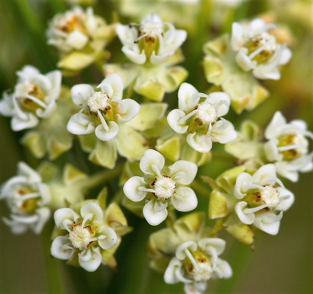20 Whorled Milkweed (Asclepias Verticillata) Seeds