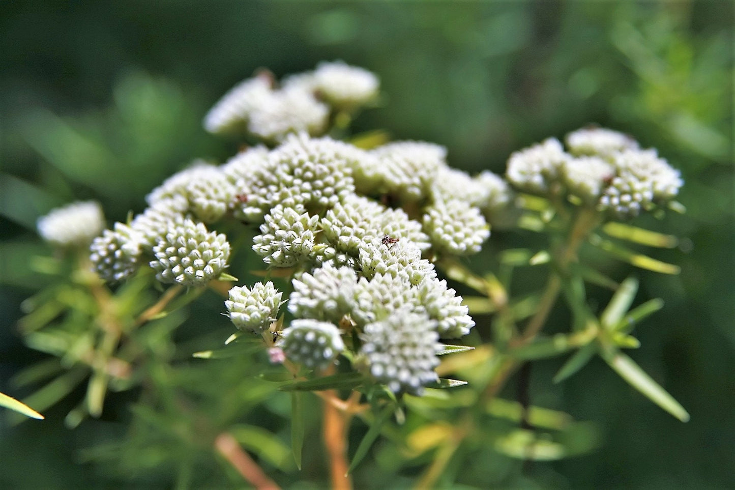 20 Whorled Milkweed (Asclepias Verticillata) Seeds