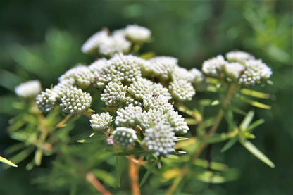 20 Whorled Milkweed (Asclepias Verticillata) Seeds