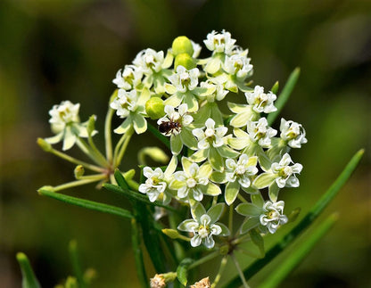 20 Whorled Milkweed (Asclepias Verticillata) Seeds