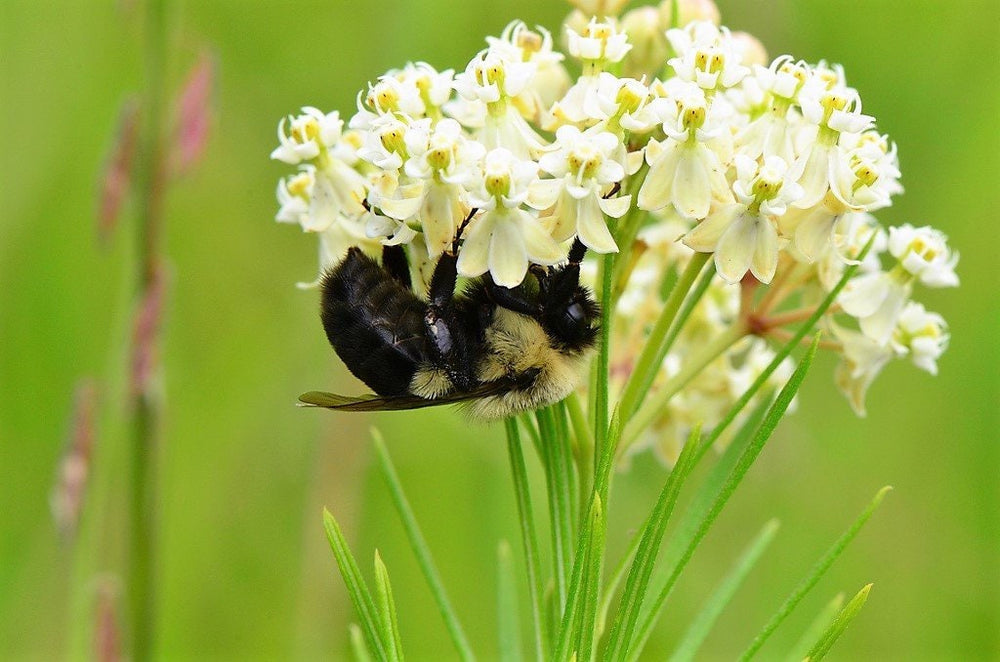 20 Whorled Milkweed (Asclepias Verticillata) Seeds