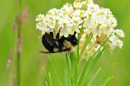 20 Whorled Milkweed (Asclepias Verticillata) Seeds