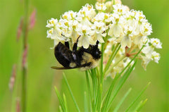 20 Whorled Milkweed (Asclepias Verticillata) Seeds