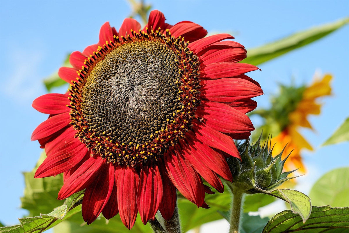 25 CHOCOLATE CHERRY SUNFLOWER Helianthus Annuus Red & Brown Flower Seeds