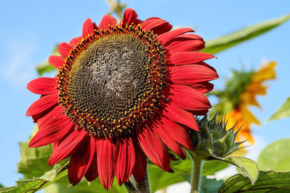 25 CHOCOLATE CHERRY SUNFLOWER Helianthus Annuus Red & Brown Flower Seeds