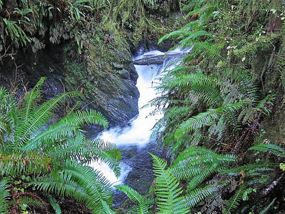 1500 Sword Fern (Polystichum Munitum Aspidium Solitarium) Seeds