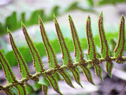 1500 Sword Fern (Polystichum Munitum Aspidium Solitarium) Seeds