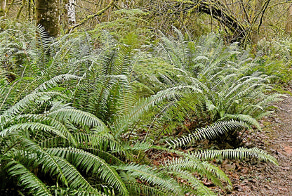 1500 Sword Fern (Polystichum Munitum Aspidium Solitarium) Seeds