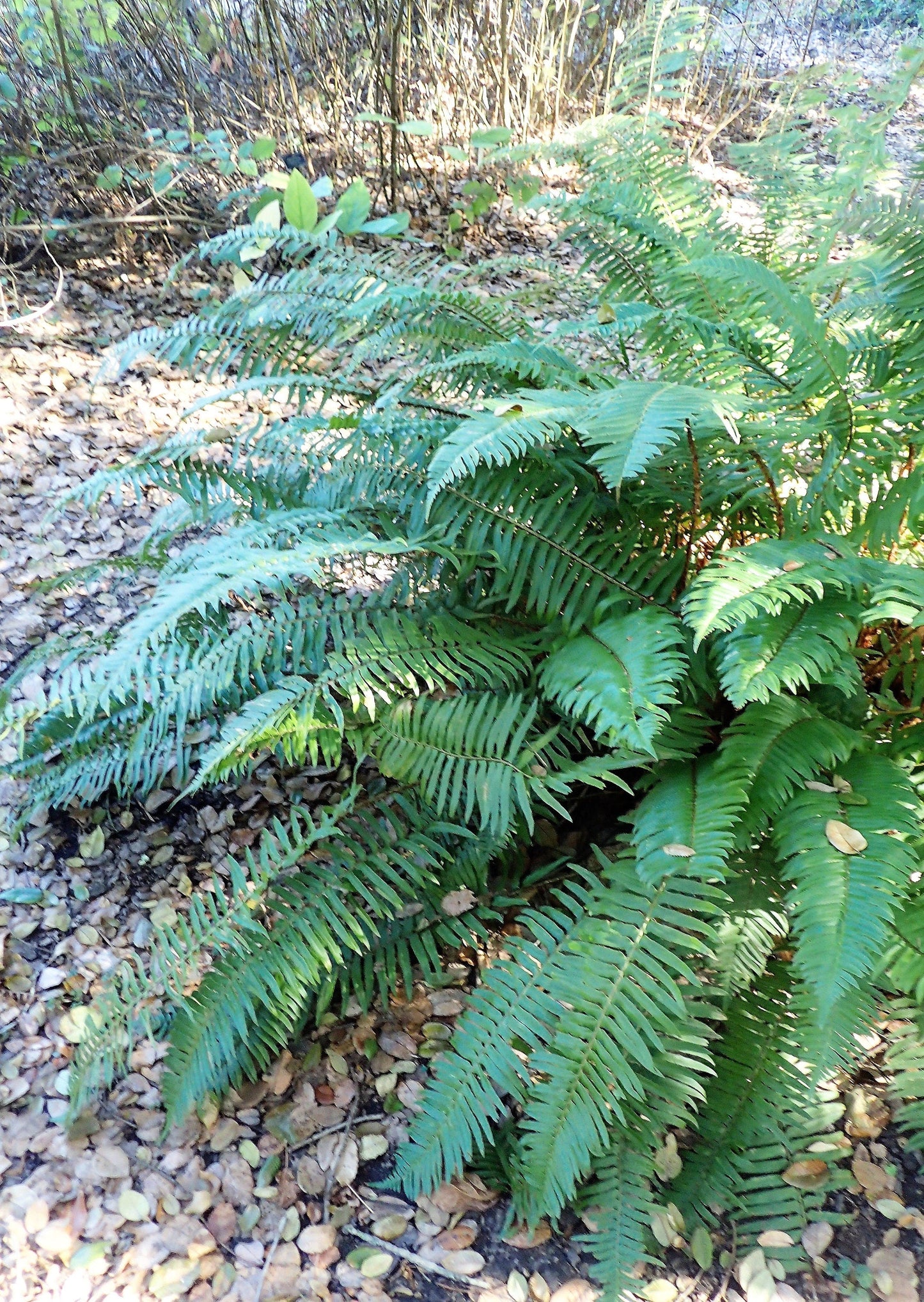 1500 Sword Fern (Polystichum Munitum Aspidium Solitarium) Seeds