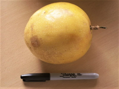 10 Yellow Passion Fruit  (Passiflora Edulis Flavicarpa) Seeds