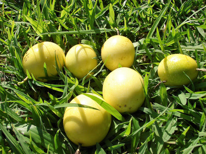 10 Yellow Passion Fruit  (Passiflora Edulis Flavicarpa) Seeds