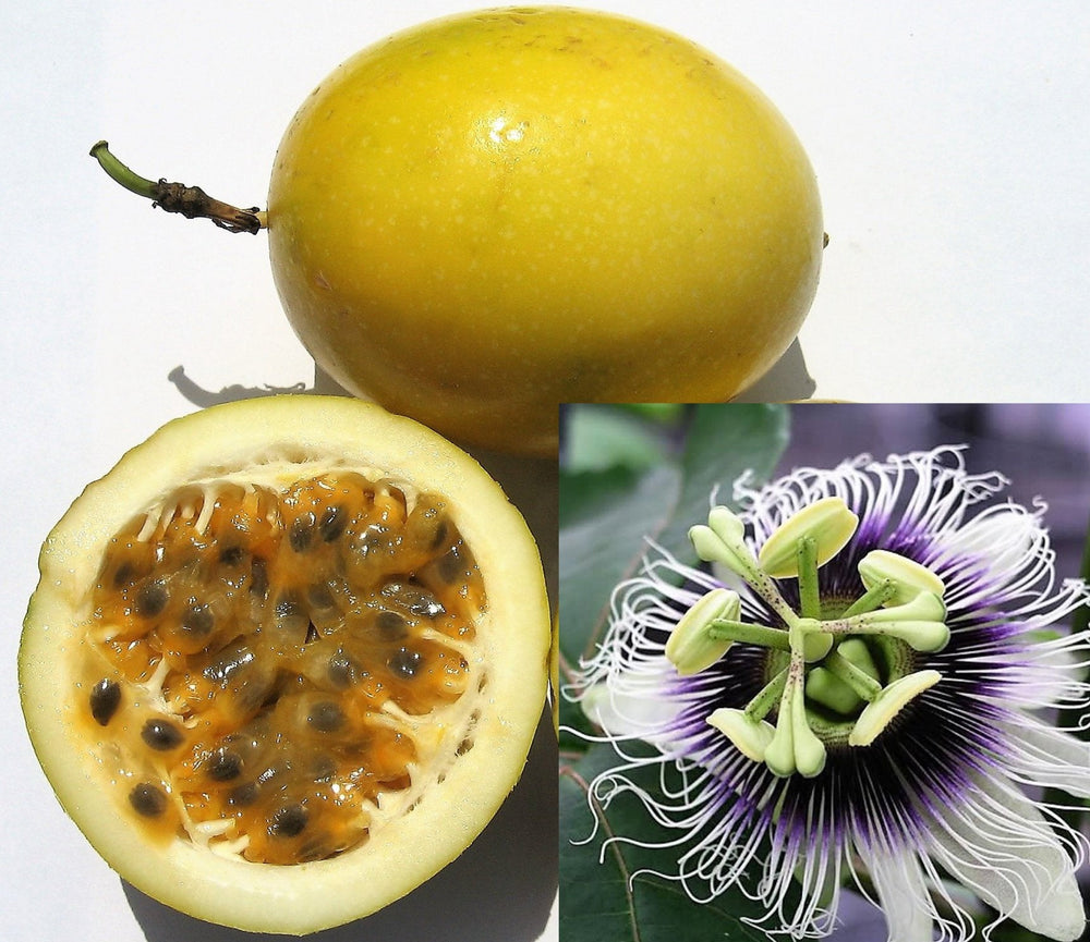 10 Yellow Passion Fruit  (Passiflora Edulis Flavicarpa) Seeds