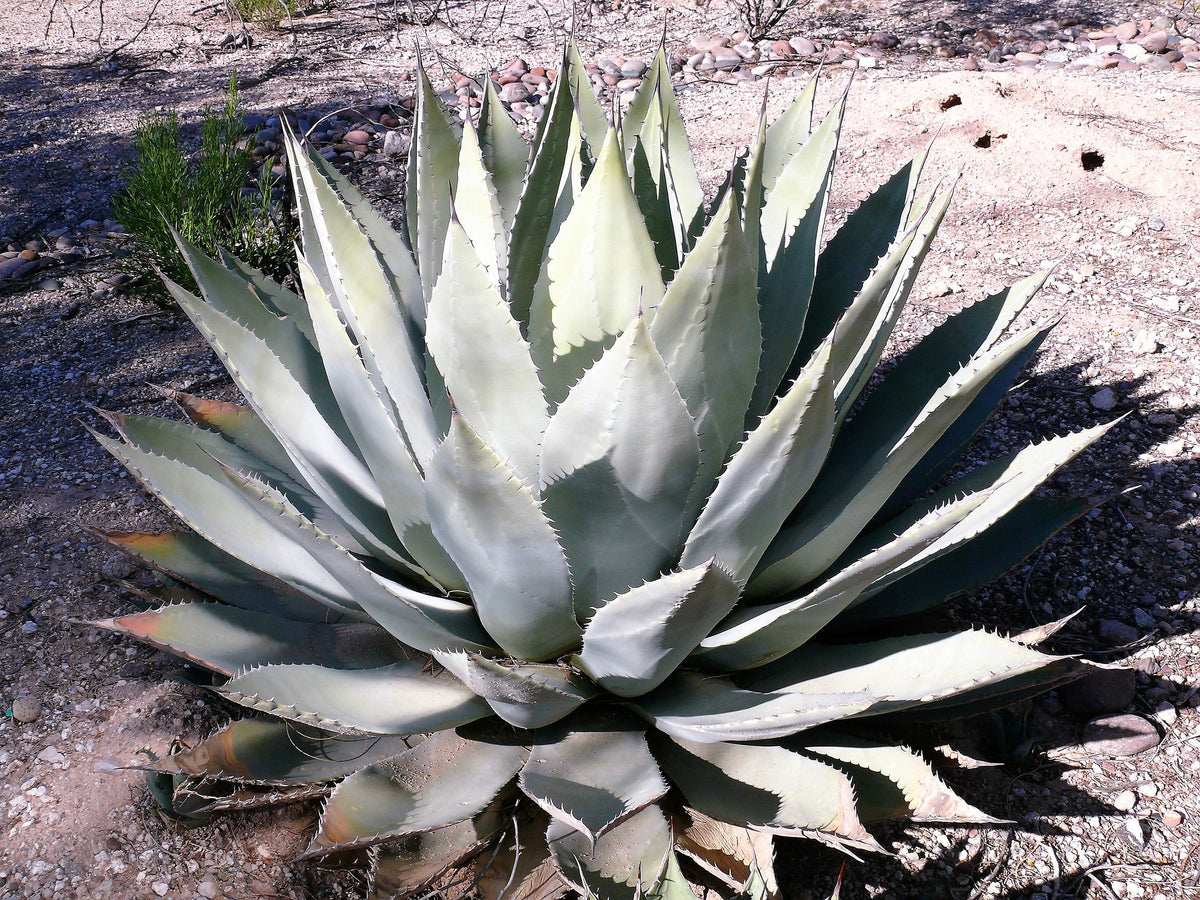 Artichoke Agave (Agave parryi var. huachucensis) Seeds – 5 ct