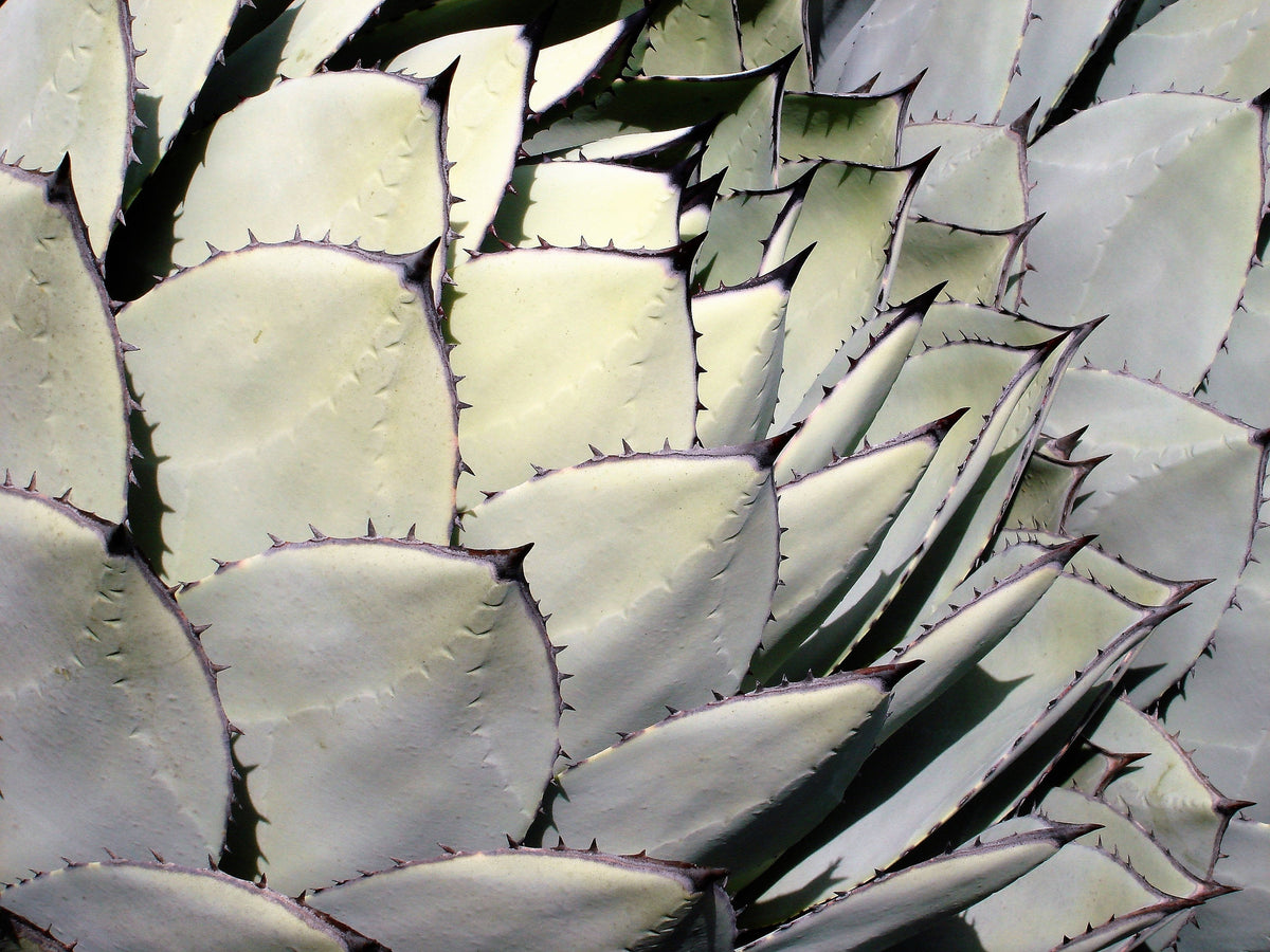 Artichoke Agave (Agave parryi var. huachucensis) Seeds – 5 ct