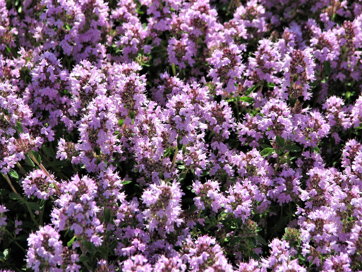 100 MOTHER OF THYME aka Lemon Broadleaved Large Thyme Thymus Pulegioides Herb Pink Flower Seeds