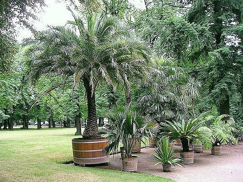 10 Pygmy Date Palm (Phoenix Roebelenii) Seeds