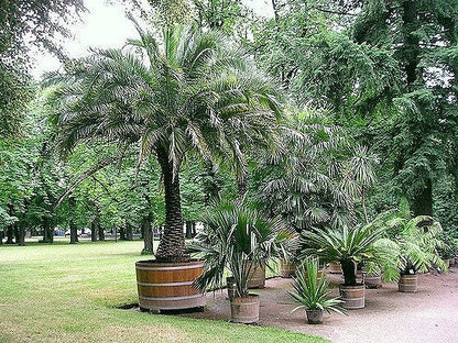 10 Pygmy Date Palm (Phoenix Roebelenii) Seeds