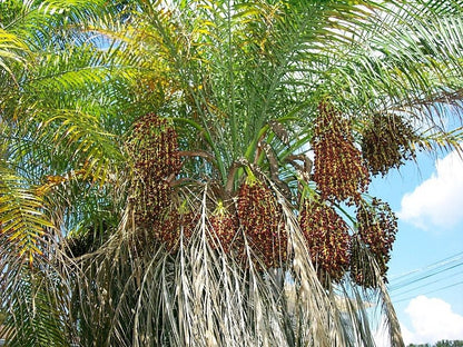 10 Pygmy Date Palm (Phoenix Roebelenii) Seeds
