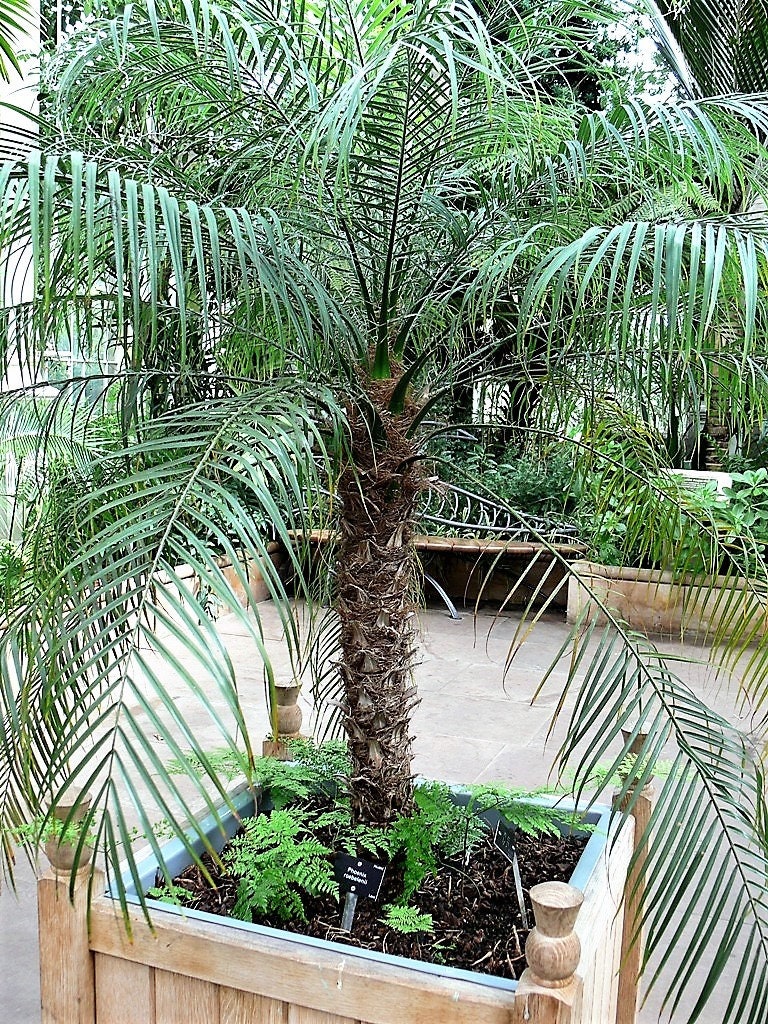 10 Pygmy Date Palm (Phoenix Roebelenii) Seeds