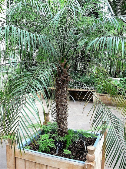10 Pygmy Date Palm (Phoenix Roebelenii) Seeds