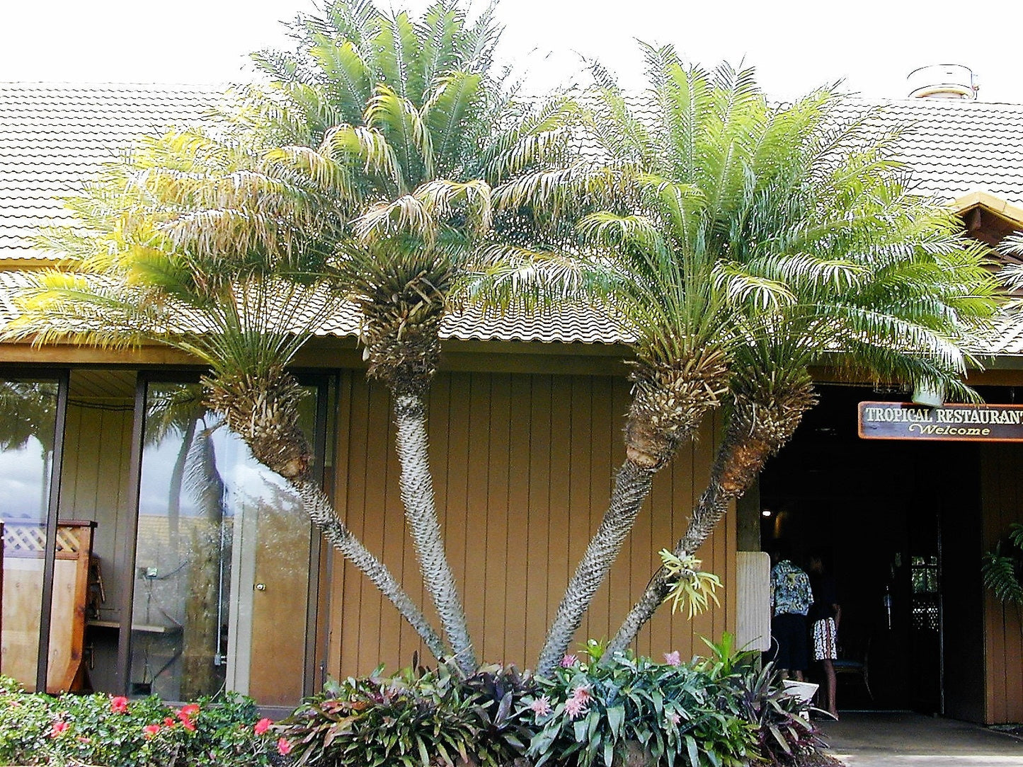 10 Pygmy Date Palm (Phoenix Roebelenii) Seeds
