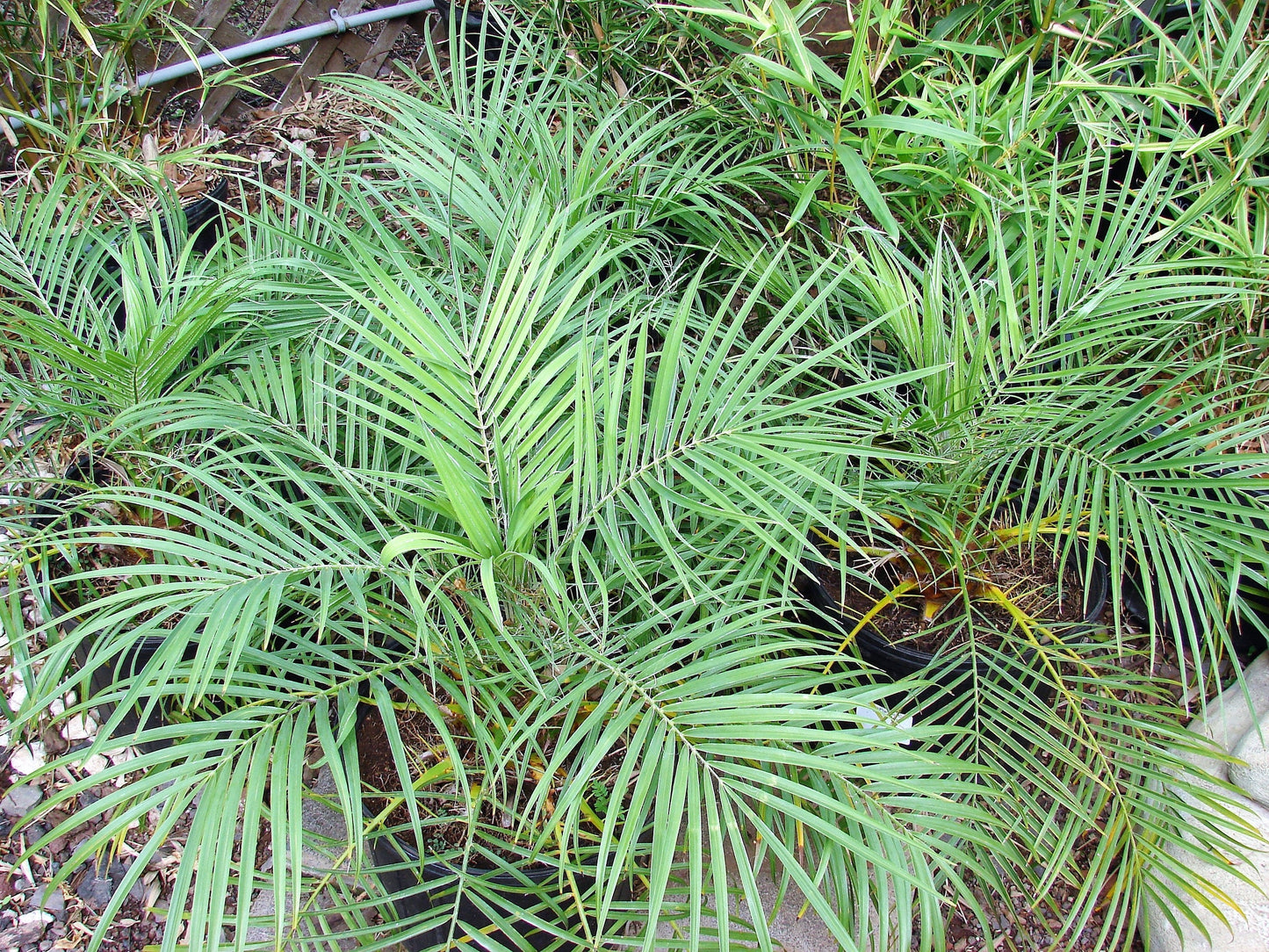 10 Pygmy Date Palm (Phoenix Roebelenii) Seeds