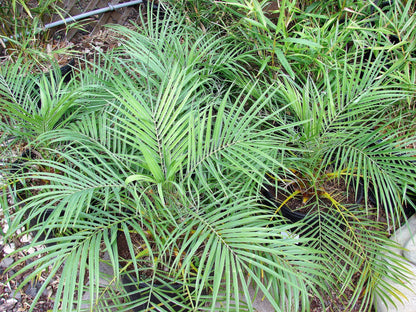 10 Pygmy Date Palm (Phoenix Roebelenii) Seeds