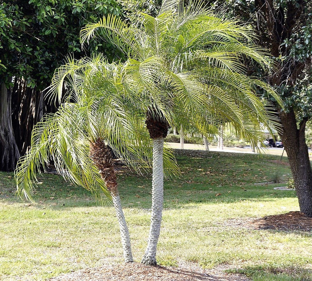 10 Pygmy Date Palm (Phoenix Roebelenii) Seeds