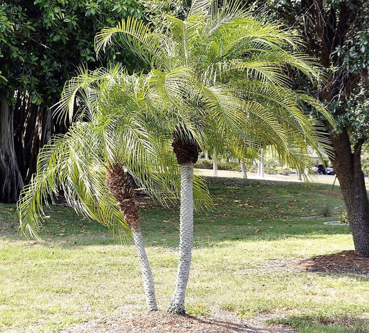 10 Pygmy Date Palm (Phoenix Roebelenii) Seeds