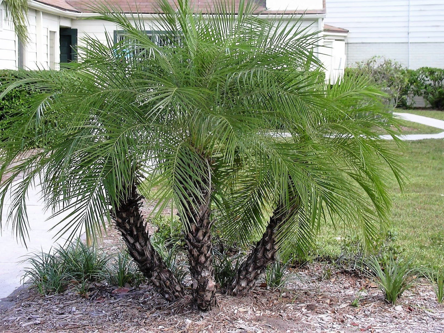 10 Pygmy Date Palm (Phoenix Roebelenii) Seeds