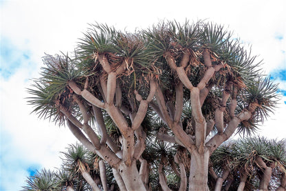 10 Dragon Tree (Dracaena Draco) Seeds