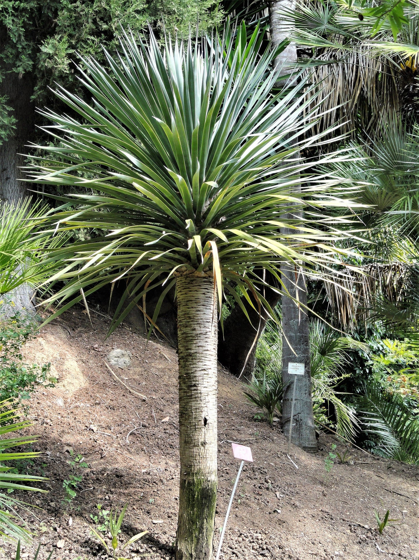 10 Dragon Tree (Dracaena Draco) Seeds