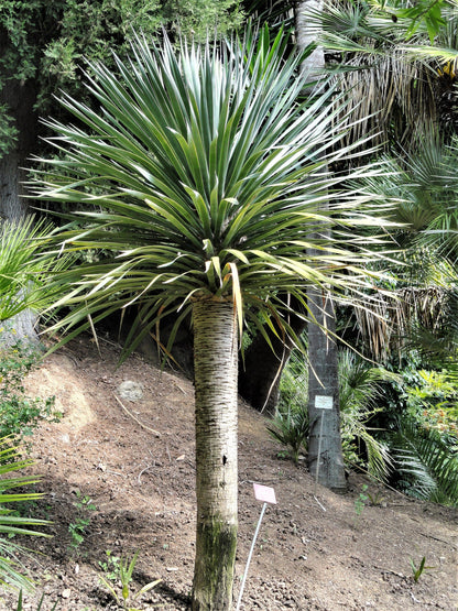 10 Dragon Tree (Dracaena Draco) Seeds