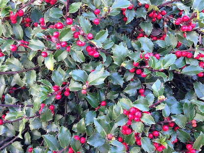 American Holly (Ilex opaca) Seeds – 40 ct