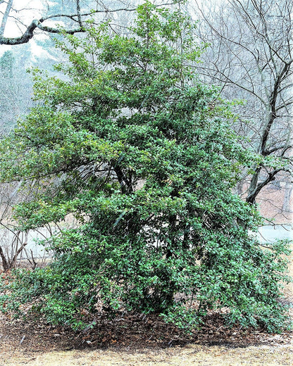 American Holly (Ilex opaca) Seeds – 40 ct